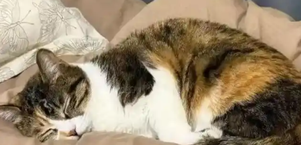 猫尿闭症能治好吗 猫尿闭症能治好吗