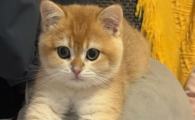 猫隐球菌病治好难度大吗会传染吗