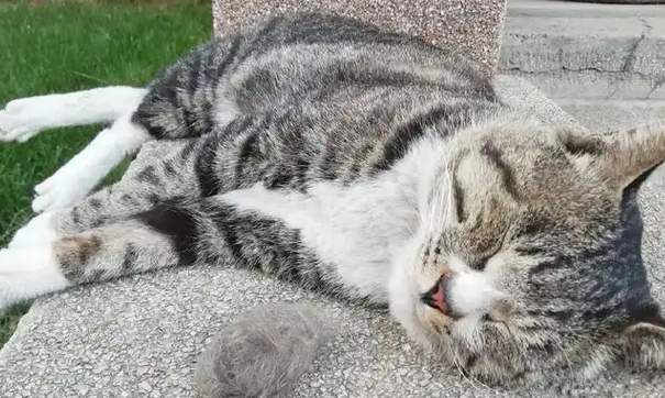 校园猫的神仙待遇:别的流浪猫在觅食,它在院长办公室撒野 校园猫的神仙待遇:别的流浪猫在觅食,它在院长办公室撒野