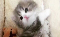 猫传腹的发病机制是怎样的？