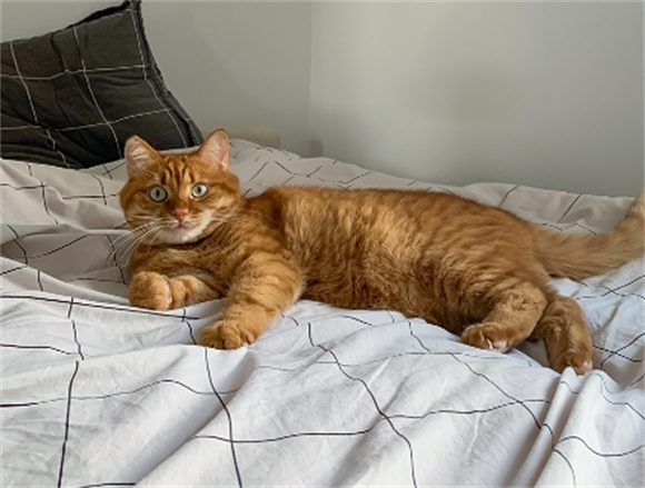 猫咪尾巴根部皮肤泛红皮屑怎么办 猫咪尾巴根部皮肤泛红皮屑怎么办