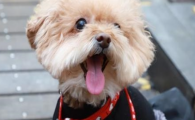 狗狗耳朵红肿脱毛是什么疾病？