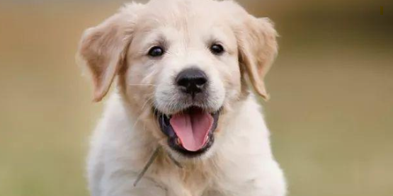 犬鼻螨病传染给别的狗吗怎么治疗 犬鼻螨病传染给别的狗吗怎么治疗