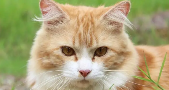 猫癣怎么根治最有效
