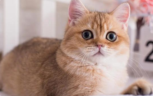 猫咪突然视力下降撞东西？
