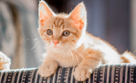 猫咪呕吐物中有虫体咋办？