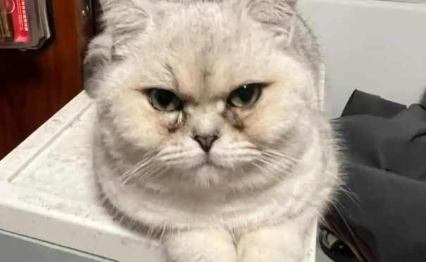 猫咪眼睛总是流泪有泪痕是什么问题? 猫咪眼睛总是流泪有泪痕是什么问题?