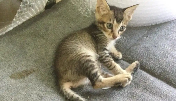 猫干呕一抽一抽的是怎么了