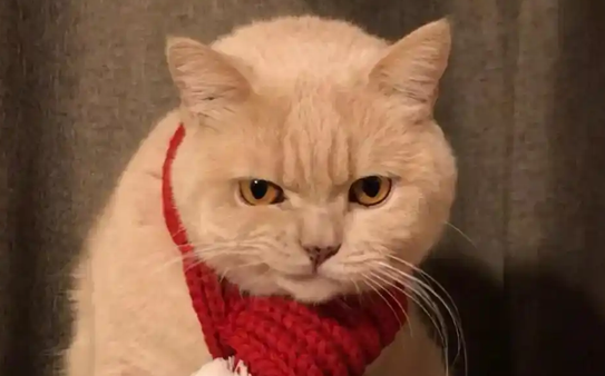 猫球虫会传染给人吗 猫球虫会传染给人吗