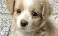狗狗肠套叠是什么引起的呢