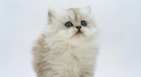 猫咪排尿时痛苦嚎叫？