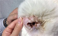 猫咪耳螨治疗期间需要注意什么
