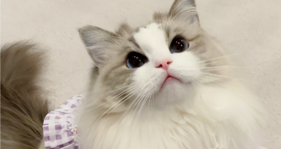  猫咪总舔肚子是什么原因？
