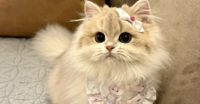 猫咪皮肤钙质沉着症是什么病引起的