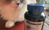 哪个化毛片有营养？星蒙哆StarMonD排毛美毛养护猫咪体态