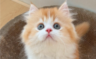 猫咪胆管肝炎怎么治疗最好