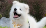 犬原发性甲状旁腺机能亢进怎么判断是否正常