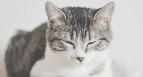 猫咪哮喘频繁发作该怎么办 猫咪哮喘频繁发作该怎么办