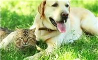 RSPCA澳大利亚推出新型定制化宠物保险