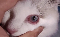 猫咪结膜炎的症状有哪些