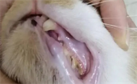 猫咪拔牙后吃几天消炎药有效