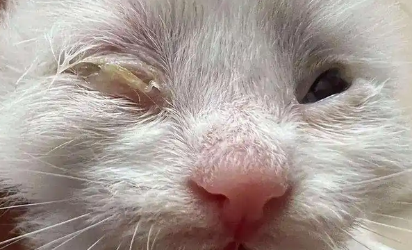 猫咪眼睛流黄水怎么回事