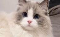 猫前庭综合症多久能恢复好