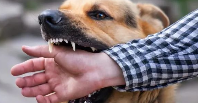 狗狗狂犬病毒怎么来的