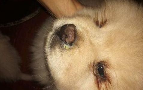 幼犬流鼻涕怎么办
