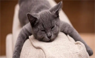 猫咪哮喘需要长期用药治疗吗