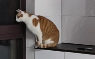 猫咪心跳过快且虚弱无力？