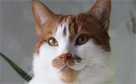 猫拉不出屎怎么办快速解决