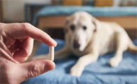 实验性药物Telomir-Zn对抑制犬类骨肉瘤细胞系生长具有潜力