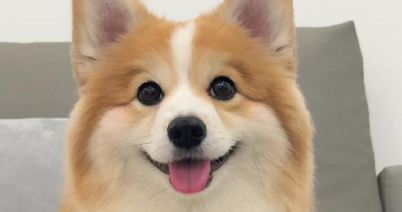 狗狗爪子肿了是啥病？
