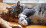 做好环境降噪,猫咪依旧容易受惊,难道是听觉敏感度异常?