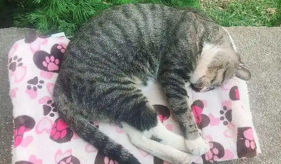 校园猫的神仙待遇：别的流浪猫在觅食，它在院长办公室撒野