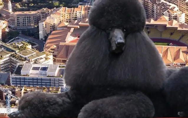 摩纳哥全明星犬赛定档十月,联动劳力士大师赛 摩纳哥全明星犬赛定档十月,联动劳力士大师赛