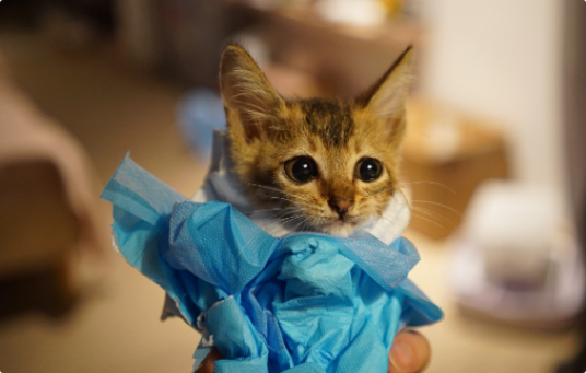 猫咪打嗝频繁是胃胀气吗? 猫咪打嗝频繁是胃胀气吗?