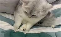猫咪食欲下降不吃不喝频繁呕吐怎么办