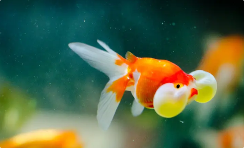 鱼竖鳞病有哪些典型症状? 鱼竖鳞病有哪些典型症状?