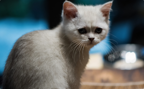 猫咪打喷嚏带血丝什么病？