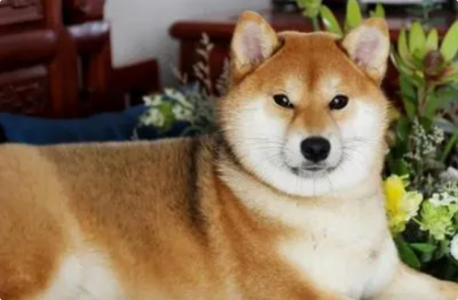 狗狗饭后呕吐是什么原因？