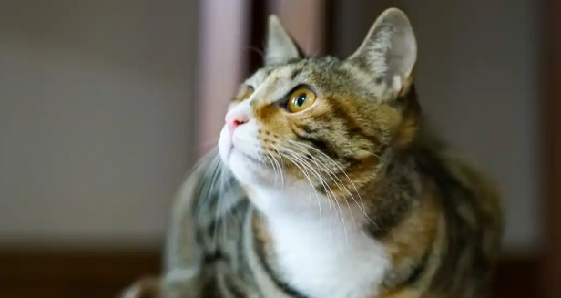 猫咪真菌性皮肤病怎么上药