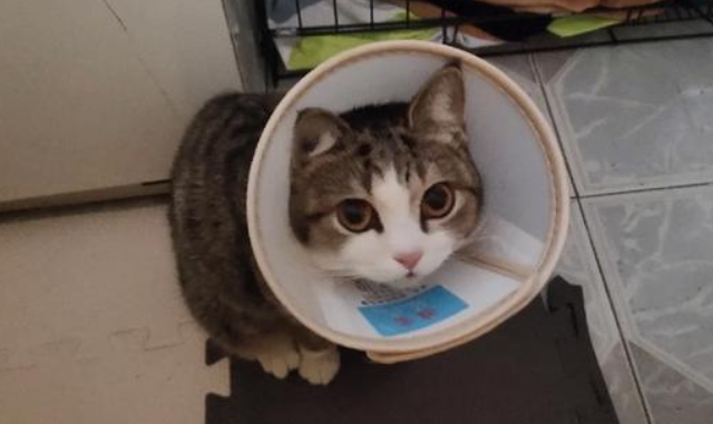 母猫做完绝育为什么还会叫