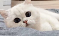 猫咪吃完就吐是食道问题吗?