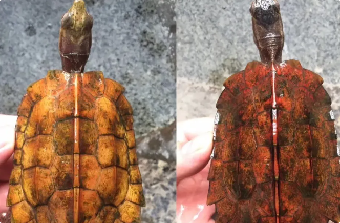 枫叶龟（地龟）：体型最小的半水龟，大眼呆萌像极了憨豆先生
