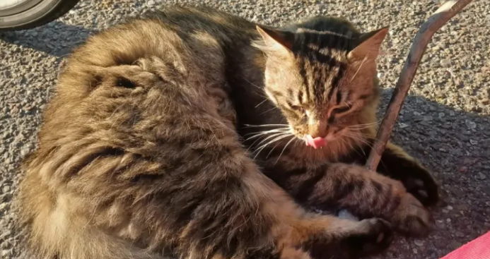 现在的猫找家,都学会主动上门了! 现在的猫找家,都学会主动上门了!