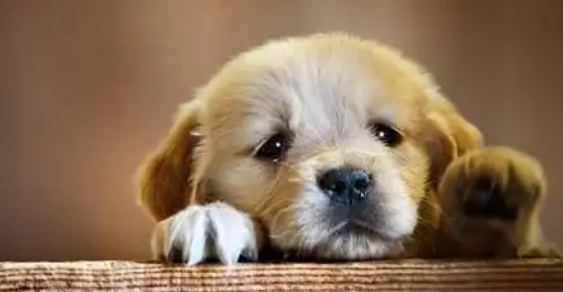 狗狗感染犬细小病毒该怎么救治