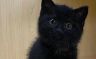 猫咪总打喷嚏是什么原因？