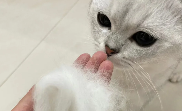 猫咪大量掉毛除了换毛还有哪些疾病原因? 猫咪大量掉毛除了换毛还有哪些疾病原因?